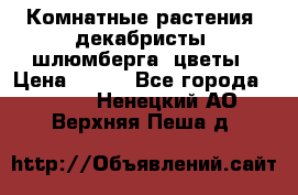 Комнатные растения, декабристы (шлюмберга) цветы › Цена ­ 300 - Все города  »    . Ненецкий АО,Верхняя Пеша д.